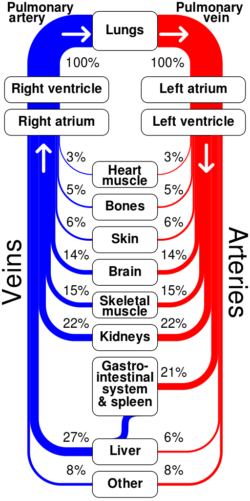 Sankey_diagram_human_circulatory_system